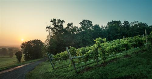 August Hill Winery & Illinois Sparkling Co. photo